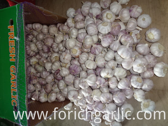 Regular Garlic Price